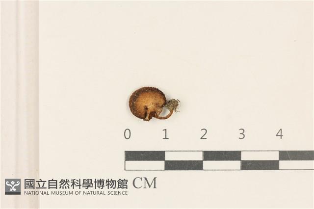館號:F0037140藏品圖，第1張