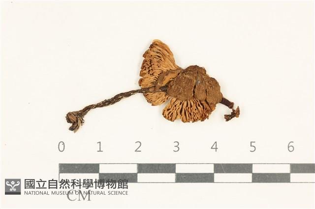 粉褶菌屬藏品圖，第1張