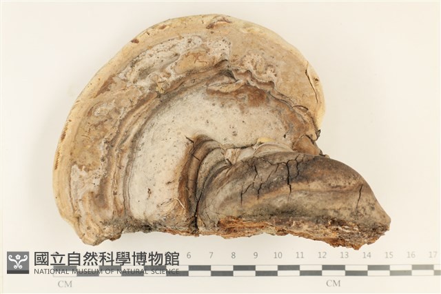 登錄號:F0036040藏品圖，第1張
