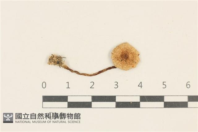 登錄號:F0037040藏品圖，第1張