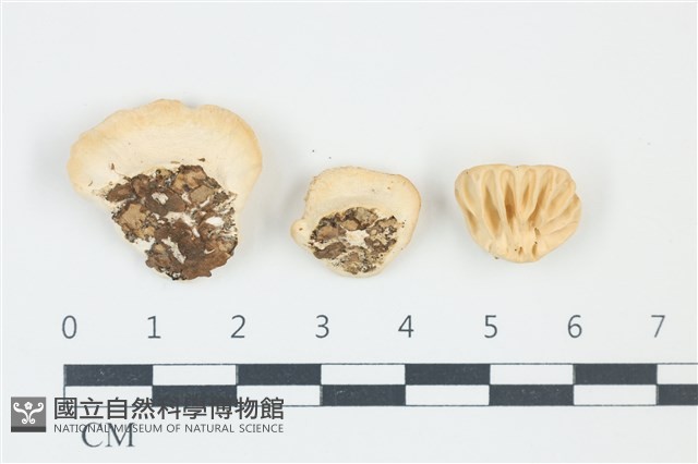 登錄號:F0039040藏品圖，第1張
