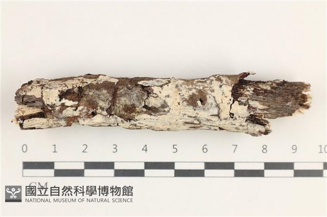 齒耳菌屬藏品圖，第1張