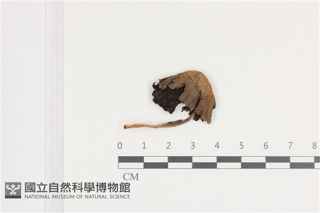 鬼傘屬藏品圖，第1張