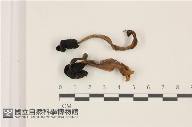 登錄號:F0037340藏品圖，第1張