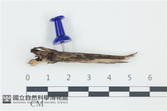 登錄號:F0038890藏品圖，第1張