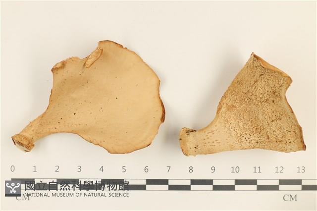 登錄號:F0036890藏品圖，第1張