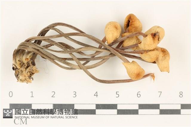 登錄號:F0037890藏品圖，第1張