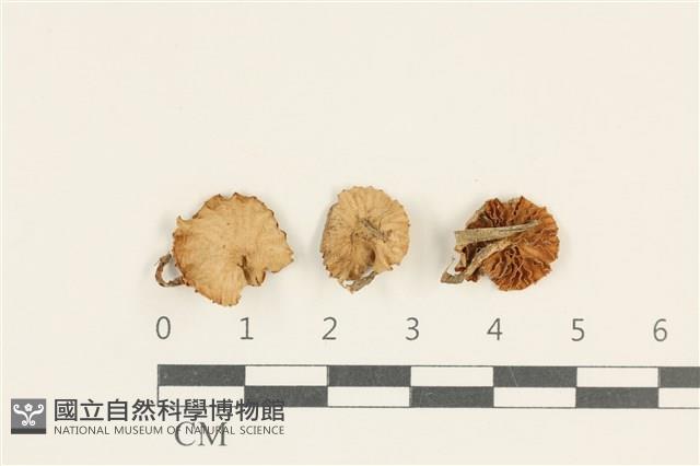 小皮傘屬藏品圖，第1張