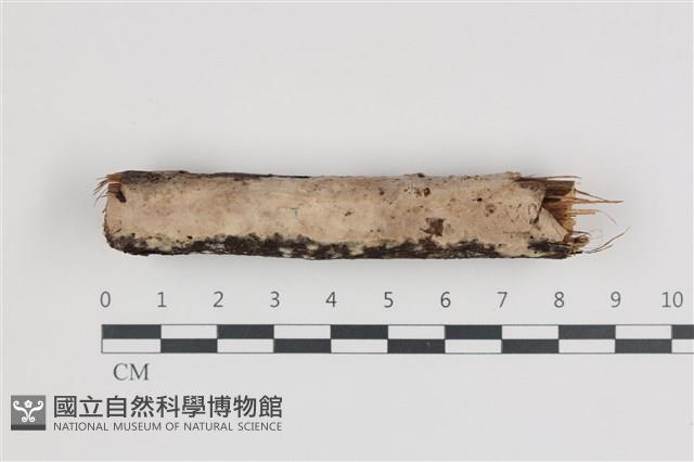 絲皮菌屬藏品圖，第1張