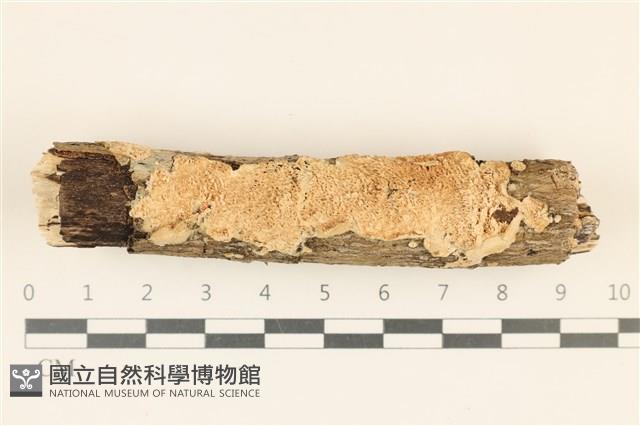 館號:F0018690藏品圖，第1張