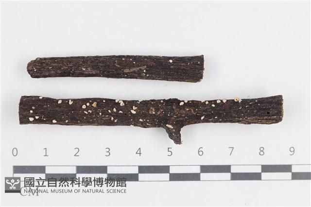 登錄號:F0038690藏品圖，第1張