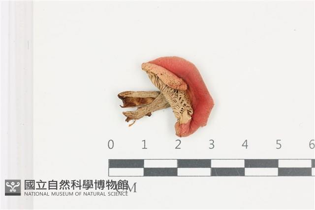 登錄號:F0036690藏品圖，第1張