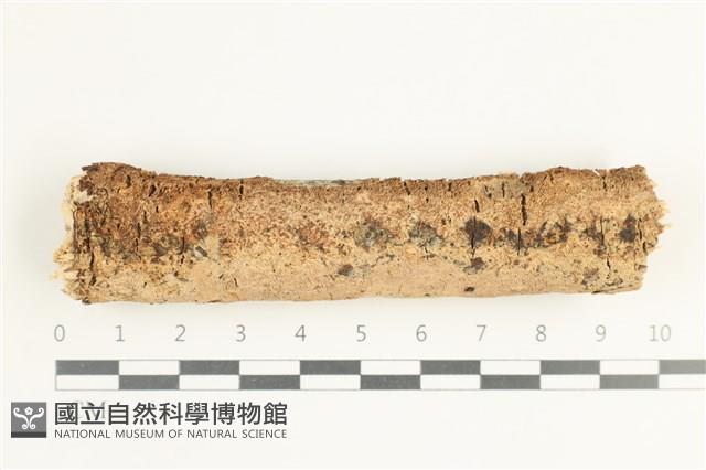 登錄號:F0038490藏品圖，第1張