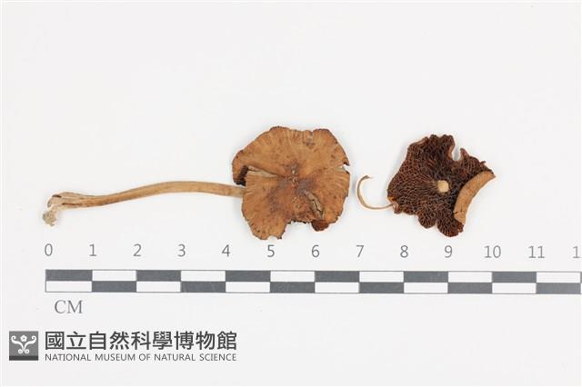 登錄號:F0036490藏品圖，第1張
