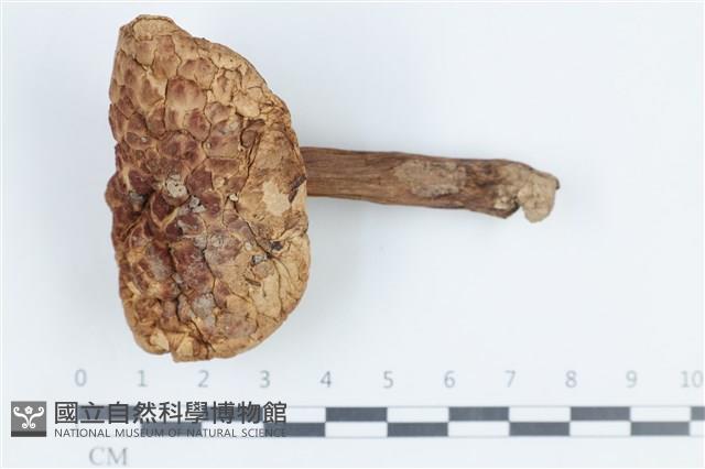 登錄號:F0038790藏品圖，第1張