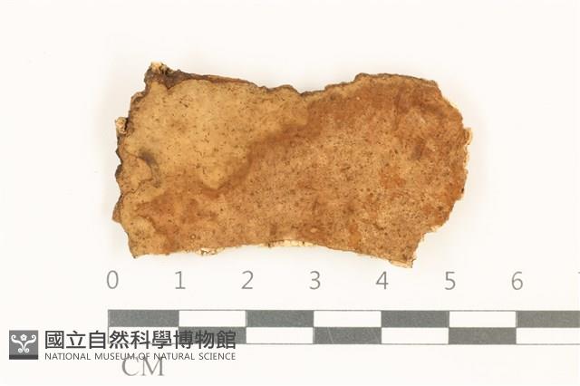 登錄號:F0036790藏品圖，第1張