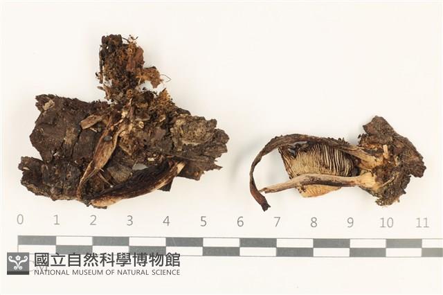 登錄號:F0037790藏品圖，第1張