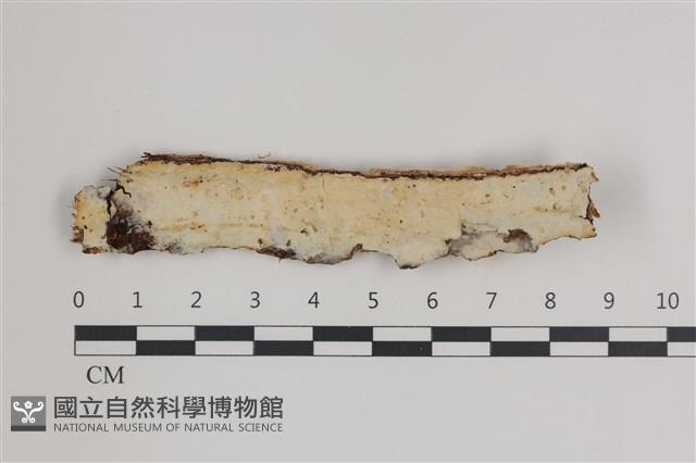 登錄號:F0035790藏品圖，第1張