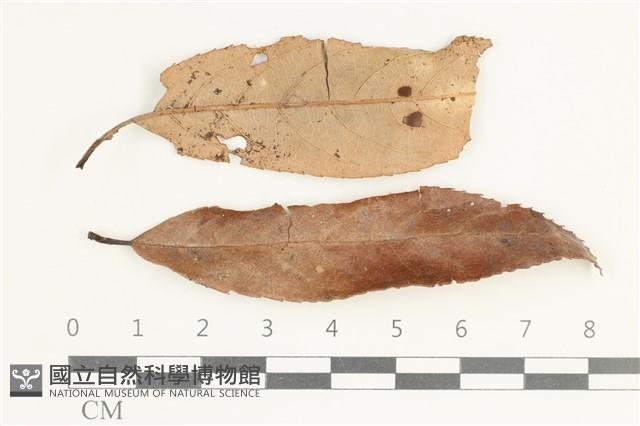 登錄號:F0038590藏品圖，第1張