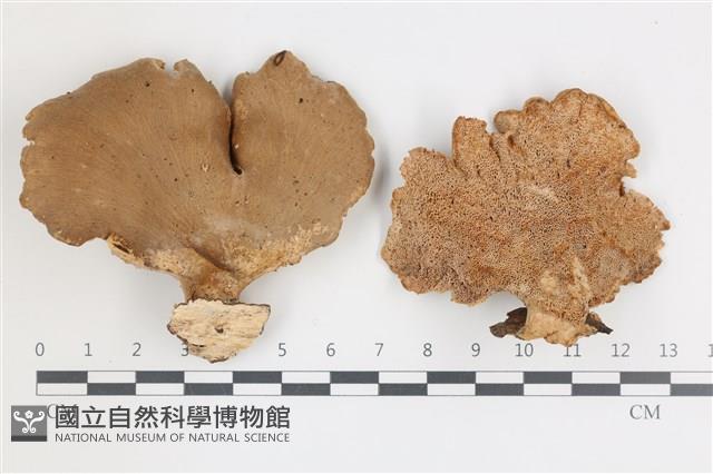 登錄號:F0036590藏品圖，第1張