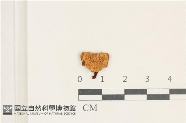 登錄號:F0038190藏品圖，第1張
