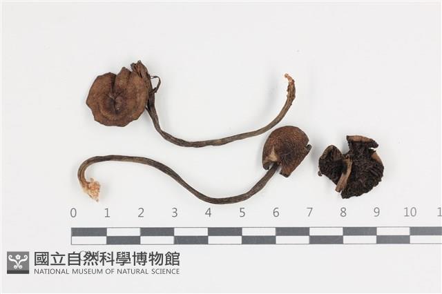 登錄號:F0036190藏品圖，第1張