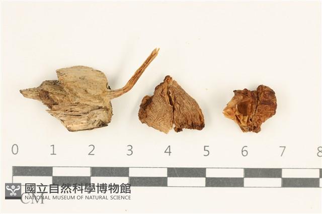 登錄號:F0038090藏品圖，第1張