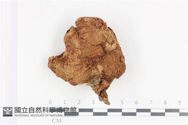 登錄號:F0036090藏品圖，第1張