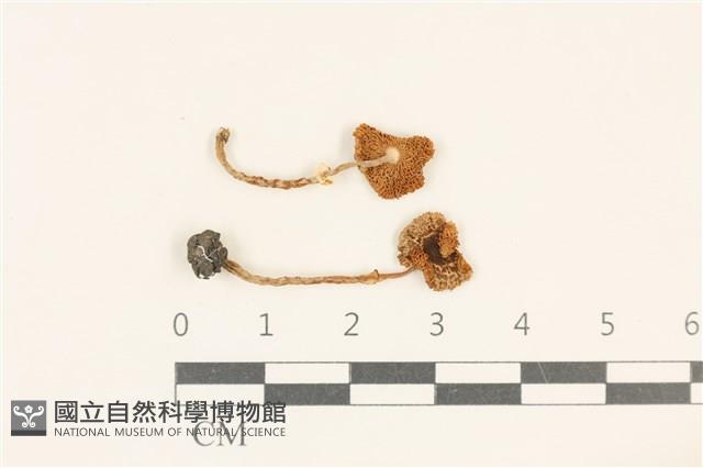 登錄號:F0037090藏品圖，第1張