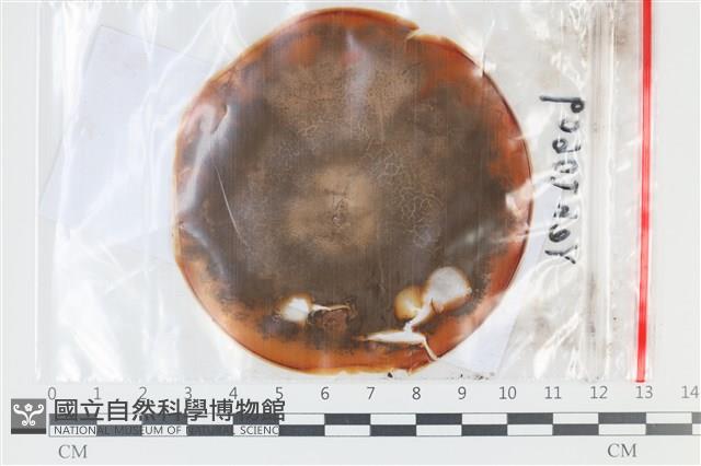 登錄號:F0035090藏品圖，第1張