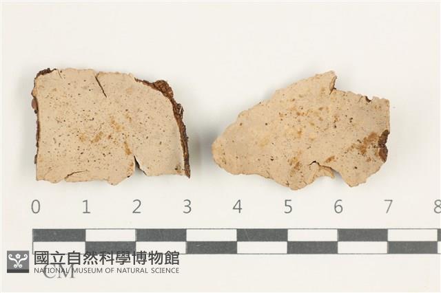 登錄號:F0038390藏品圖，第1張