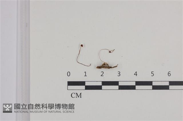 登錄號:F0036390藏品圖，第1張