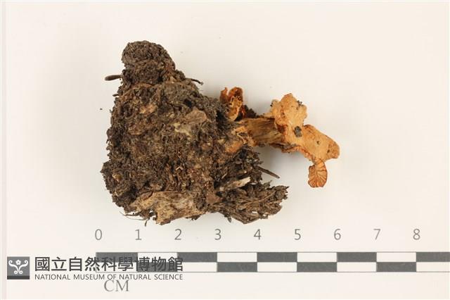 登錄號:F0037390藏品圖，第1張