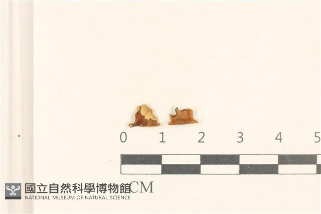 登錄號:F0019390藏品圖，第1張