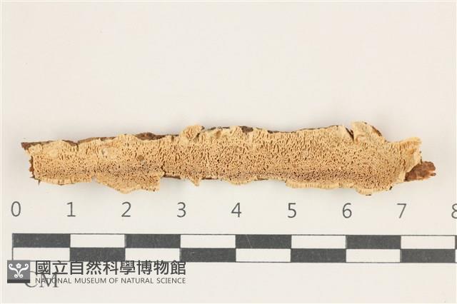 登錄號:F0038280藏品圖，第1張