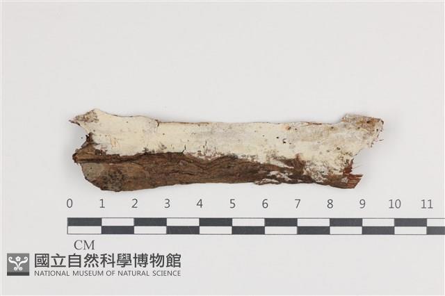 登錄號:F0036280藏品圖，第1張