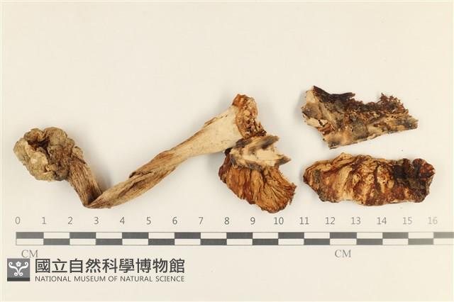登錄號:F0037280藏品圖，第1張