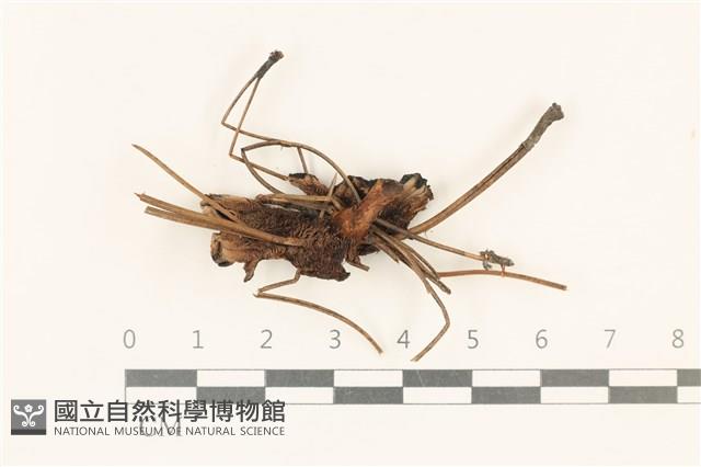 館號:F0018880藏品圖，第1張