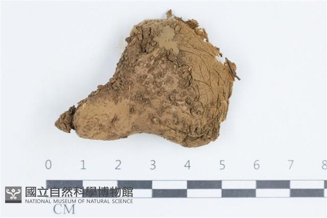 禿馬勃屬藏品圖，第1張