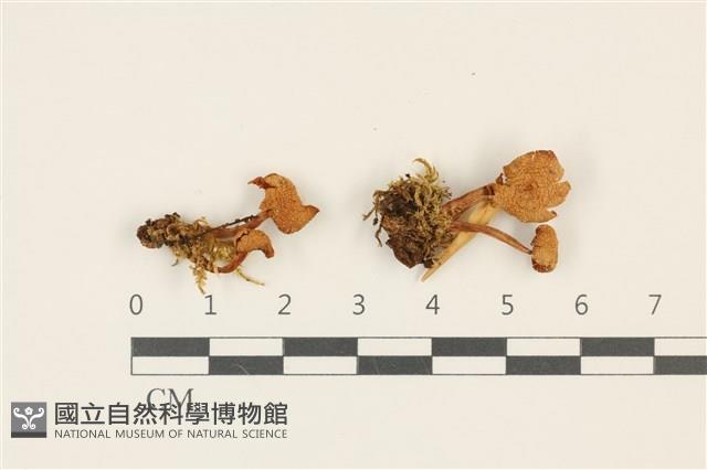 登錄號:F0036880藏品圖，第1張