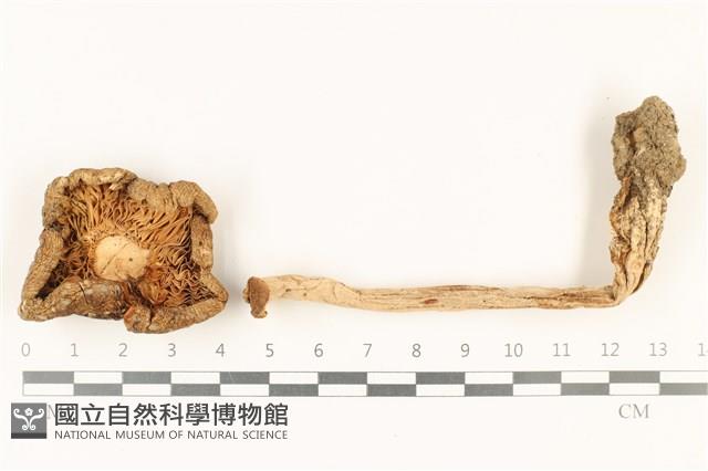 登錄號:F0037880藏品圖，第1張