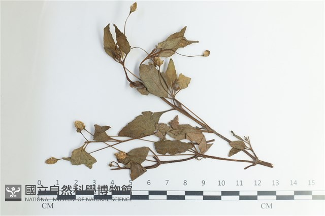 登錄號:F0038980藏品圖，第1張