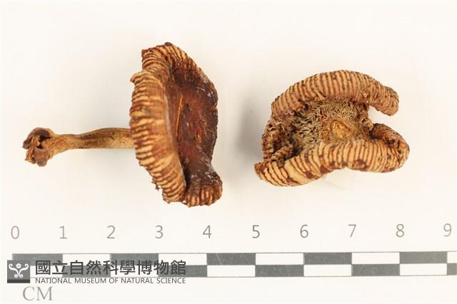 登錄號:F0036980藏品圖，第1張