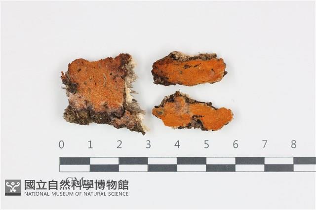 登錄號:F0035980藏品圖，第1張
