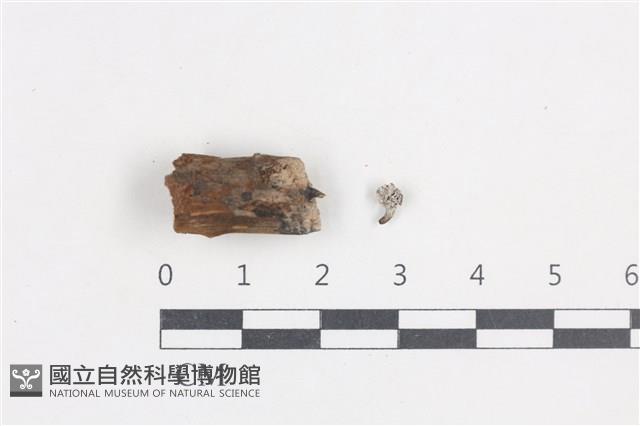 炭角菌屬藏品圖，第1張