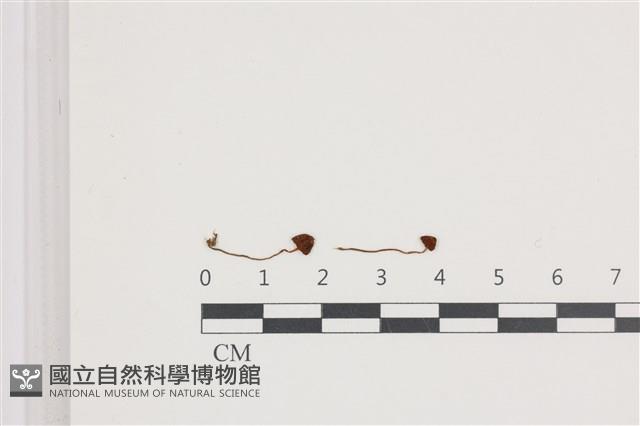 登錄號:F0036680藏品圖，第1張