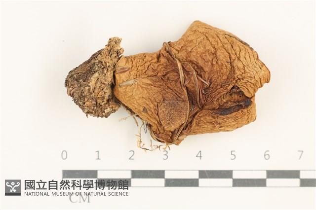 登錄號:F0037680藏品圖，第1張