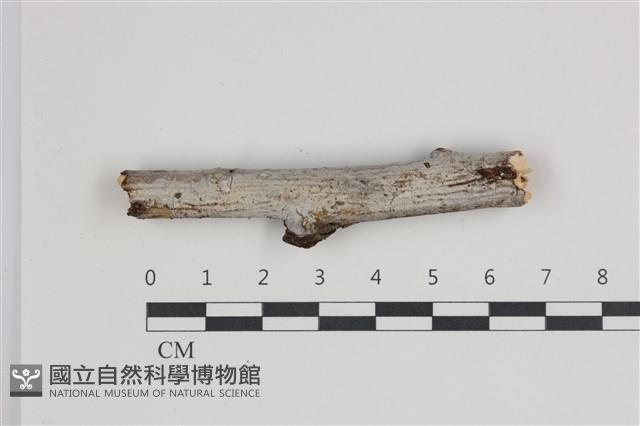 登錄號:F0035680藏品圖，第1張