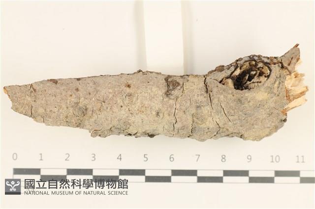 刺皮菌屬藏品圖，第1張