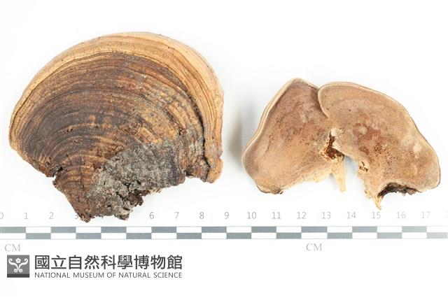 硬孔菌屬藏品圖，第1張